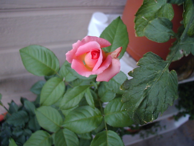 P1010205.JPG