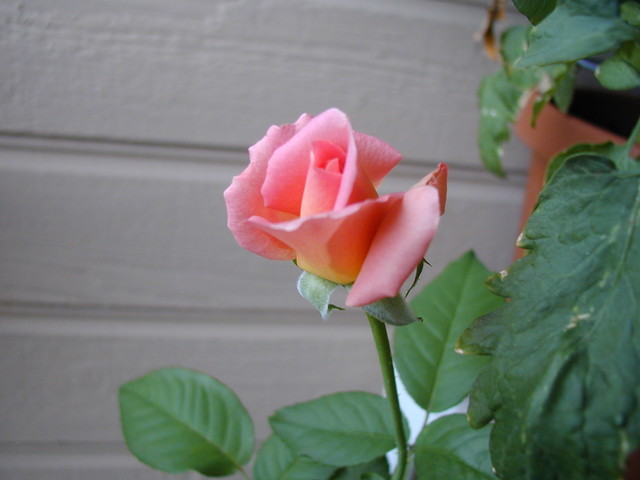 P1010206.JPG