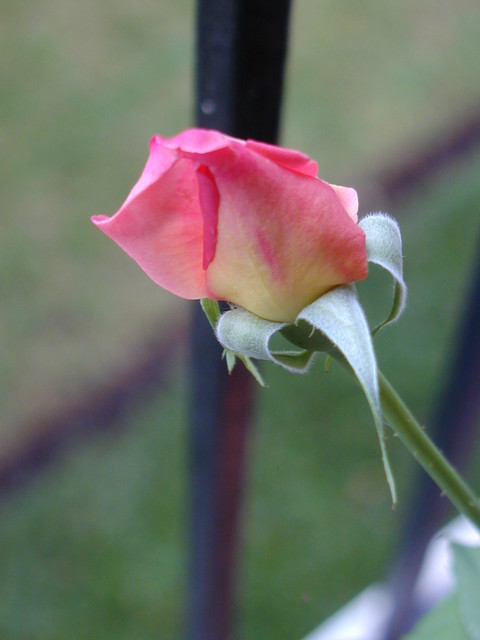 P1010210.JPG