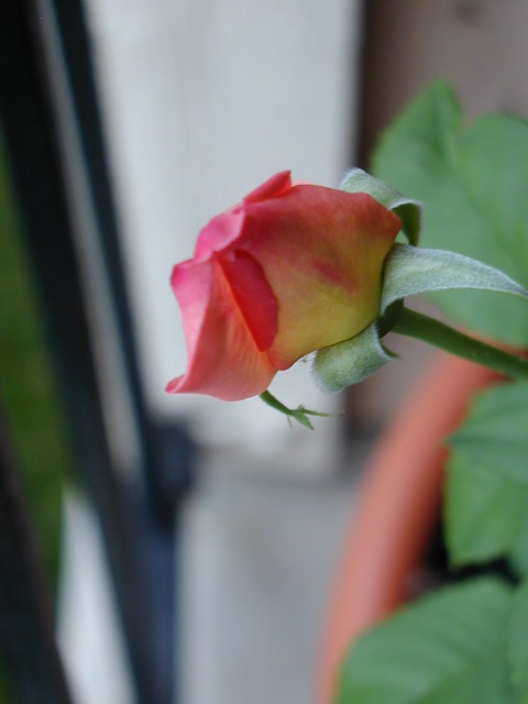 P1010211.JPG