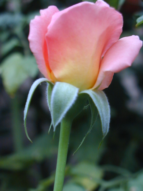 P1010213.JPG