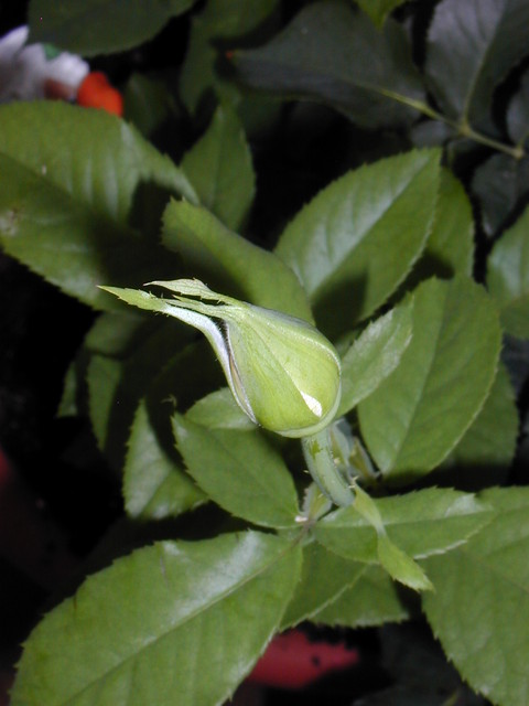 P1010215.JPG