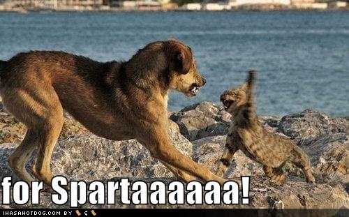 funny_dog_pictures_cat_and_dog_battle_in_sparta1.jpg