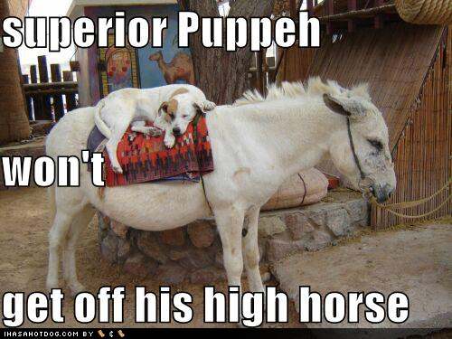 funny_dog_pictures_dog_will_not_get_off_his_high_horse.jpg